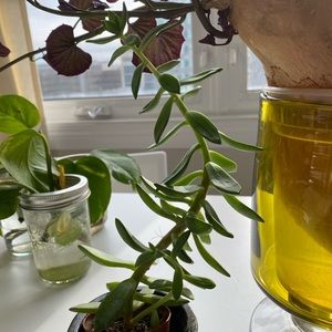 Meet your Posher, Eleanor